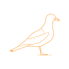 Animals Seabirds Ring Billed Gull Sketch Svg Vector, Free Vectors File